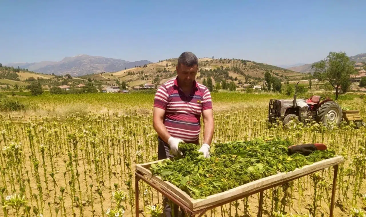 Manisa'da tütün kırımı başladı
