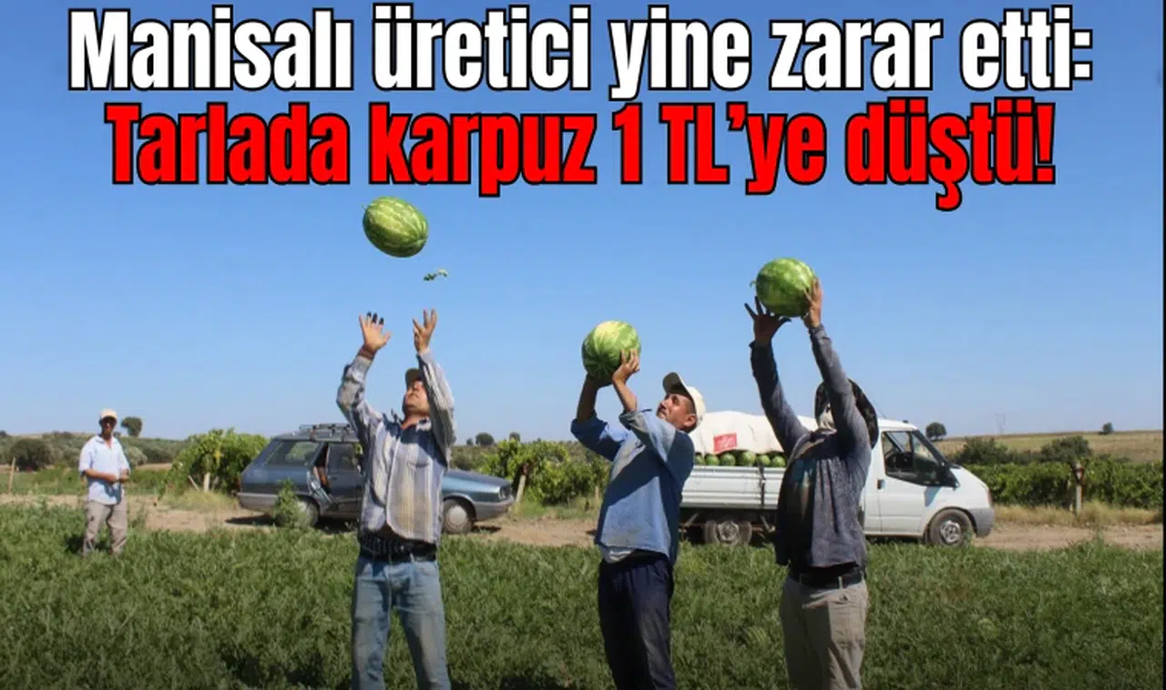 Manisalı üretici yine zarar etti: Tarlada karpuz 1 TL’ye düştü!