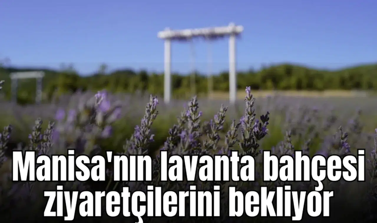 Manisa'nın lavanta bahçesi ziyaretçilerini bekliyor