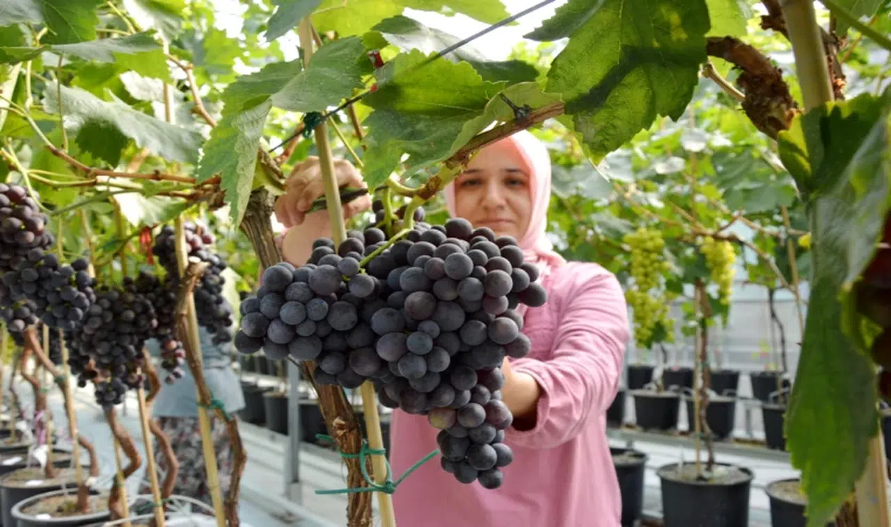 Üzümün kalbi Manisa’da hasat başladı 