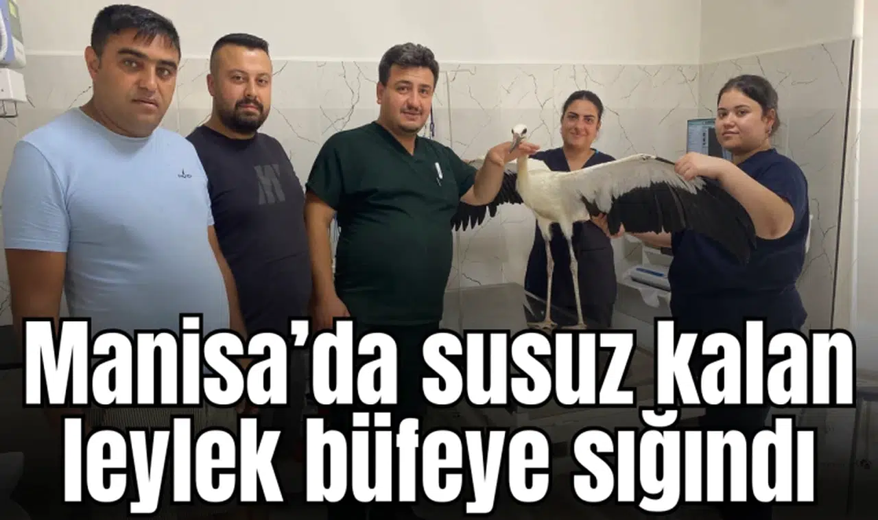 Susuz kalan leylek büfeye sığındı