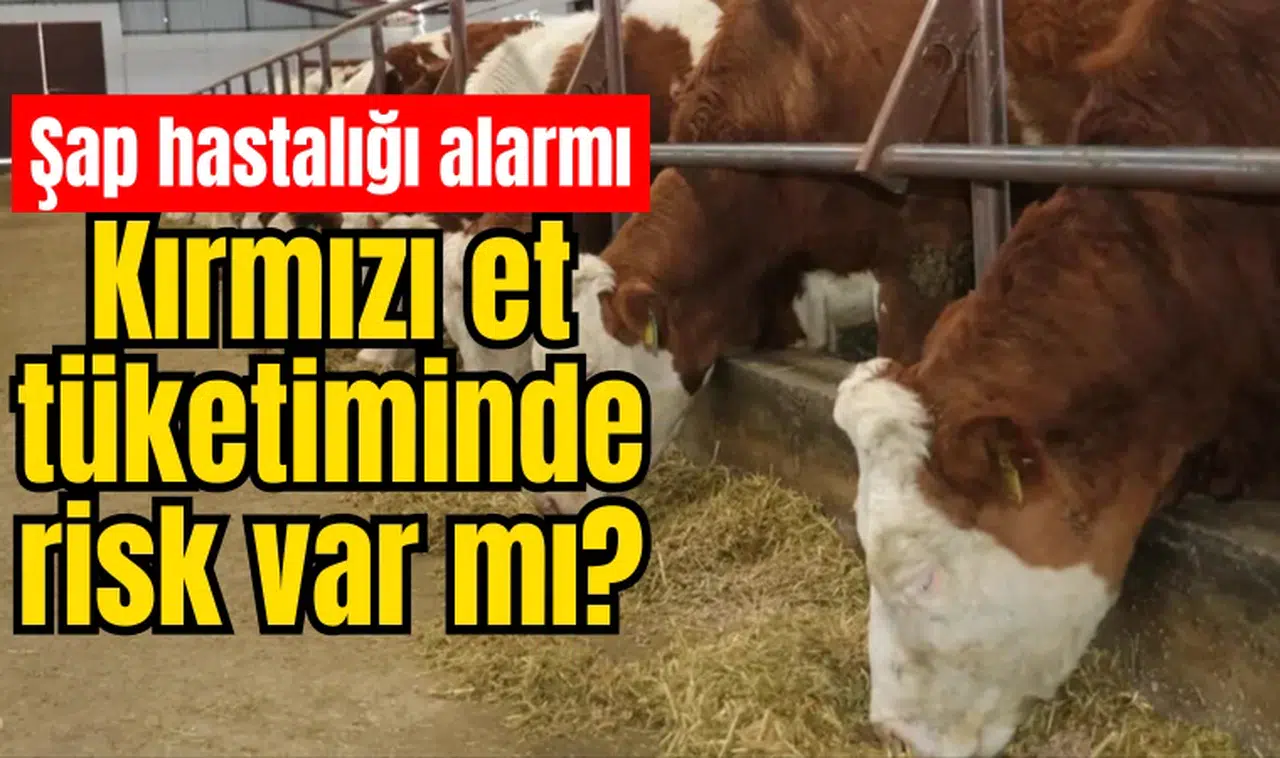 Türkiye'de şap hastalığı alarmı! Kırmızı et tüketiminde risk var mı?