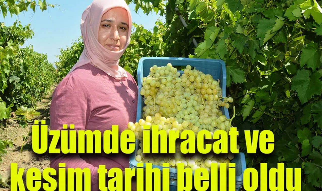 Üzüm kesim tarihi belli oldu
