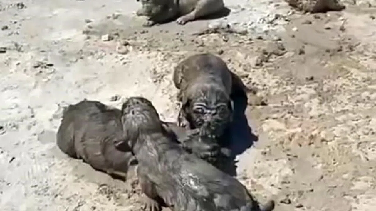 Böyle vicdansızlık görülmedi