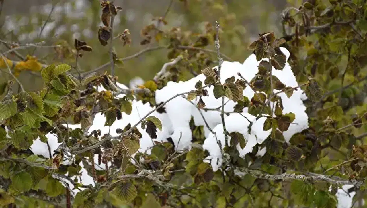 Zirai Don Desteği Ödemeleri Başladı! İşte Ürün Bazında Tutarlar