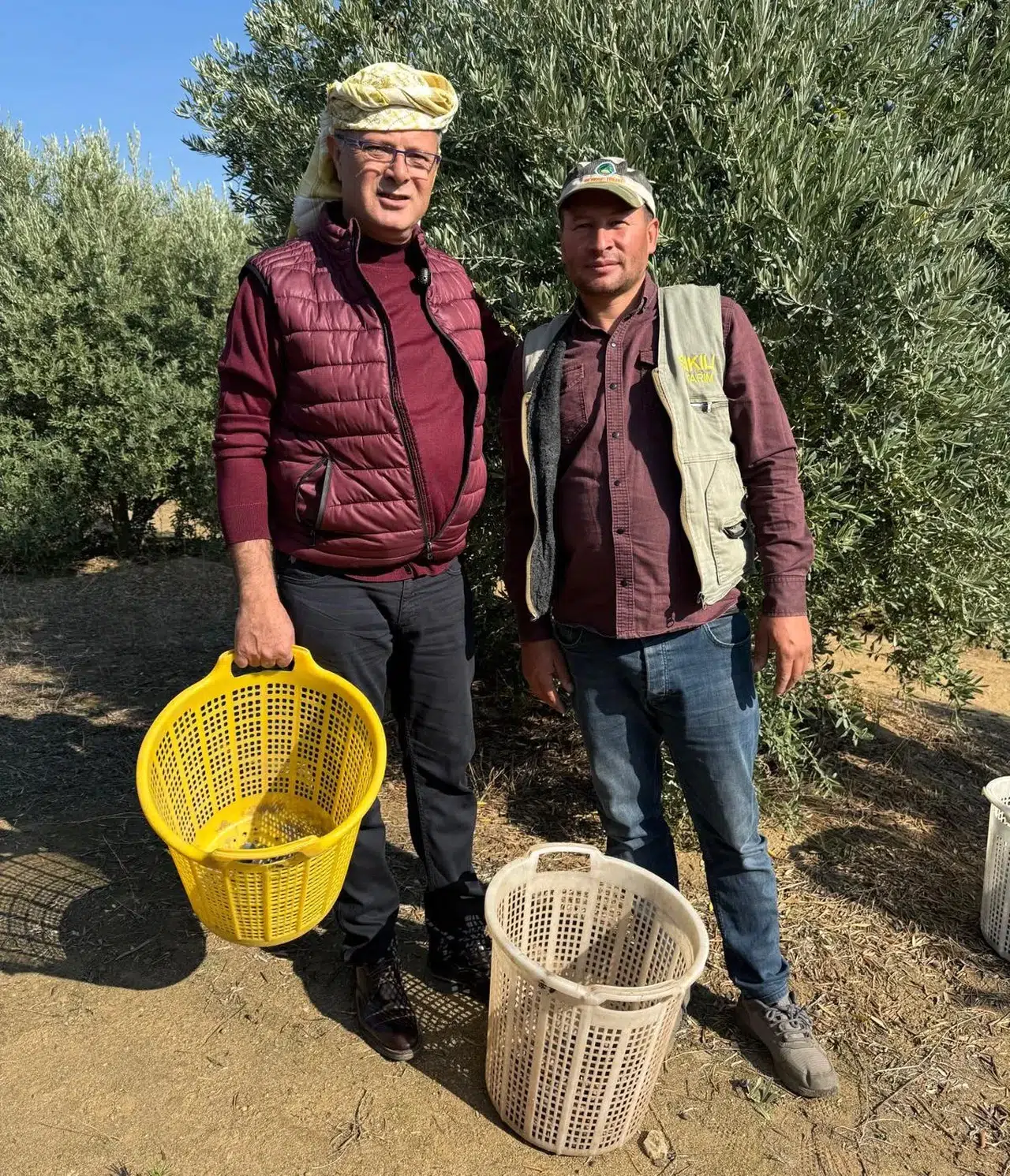 Başkan Öküzcüoğlu zeytin hasadına yardım etti