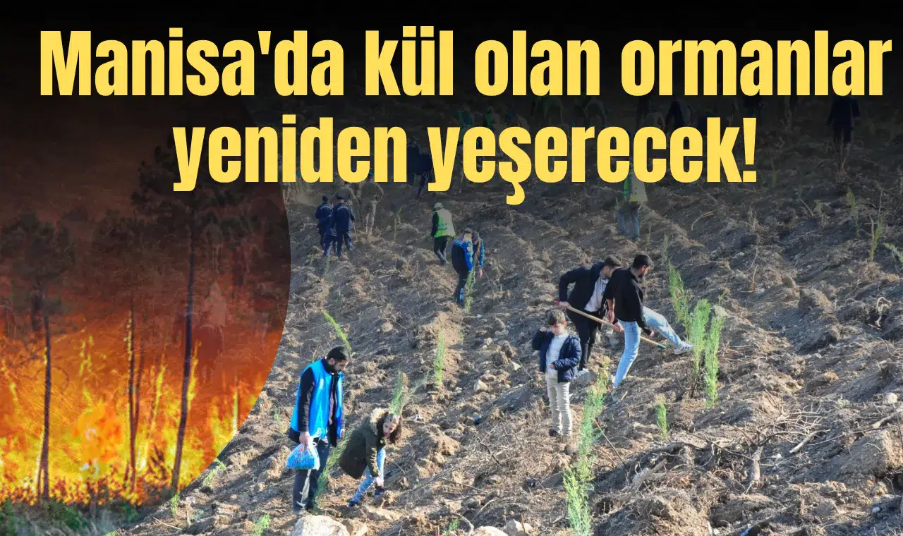 Manisa'da kül olan ormanlar yeniden yeşerecek!