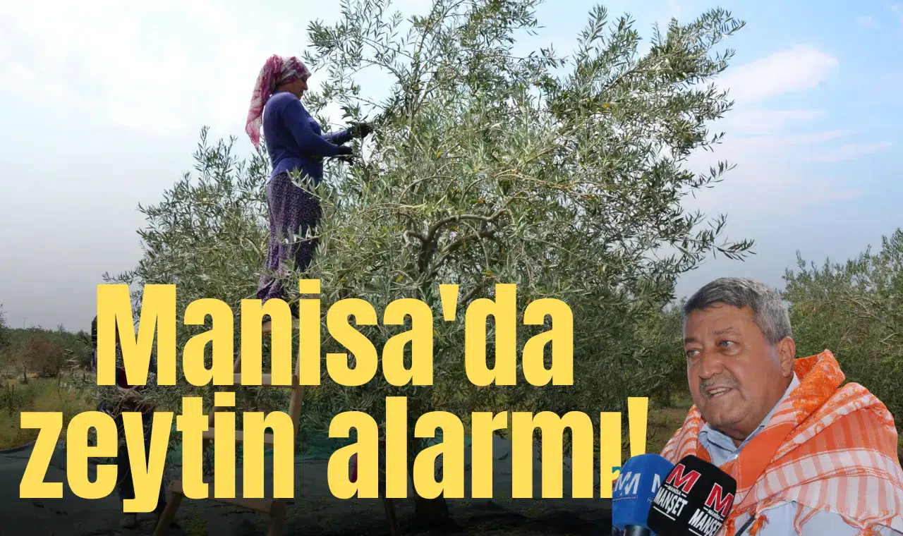 Manisa'da zeytin alarmı!