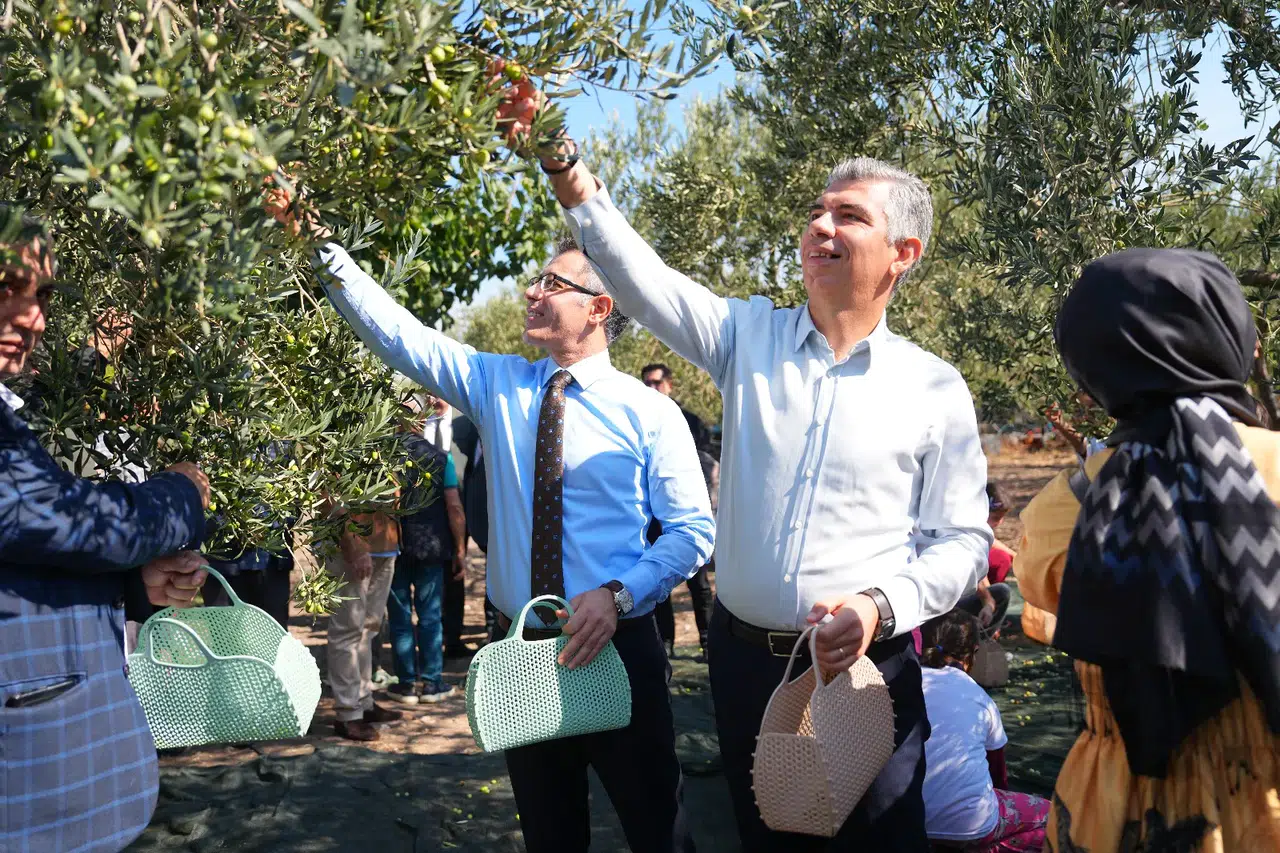 Soma’da zeytin hasadı şenliği düzenlendi