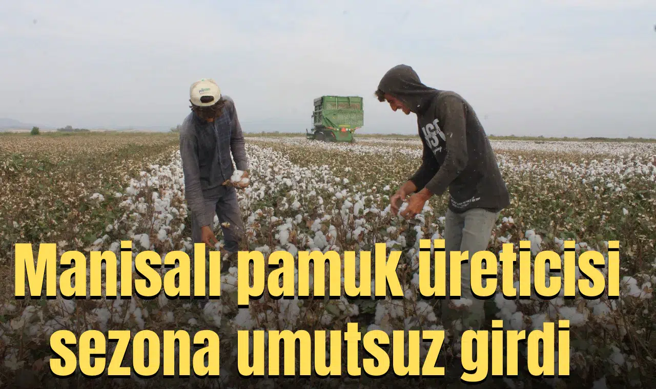 Manisalı pamuk üreticisi sezona umutsuz girdi