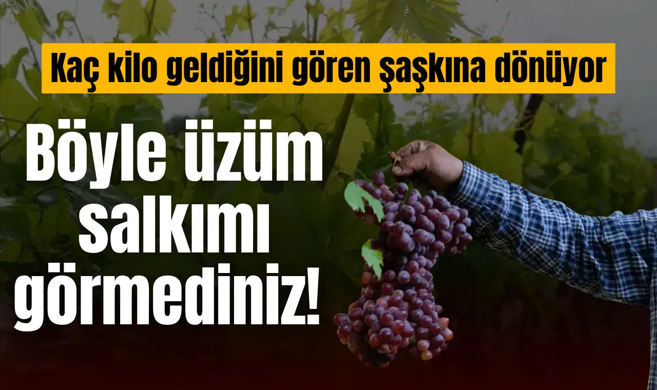 Böyle üzüm salkımı görmediniz!