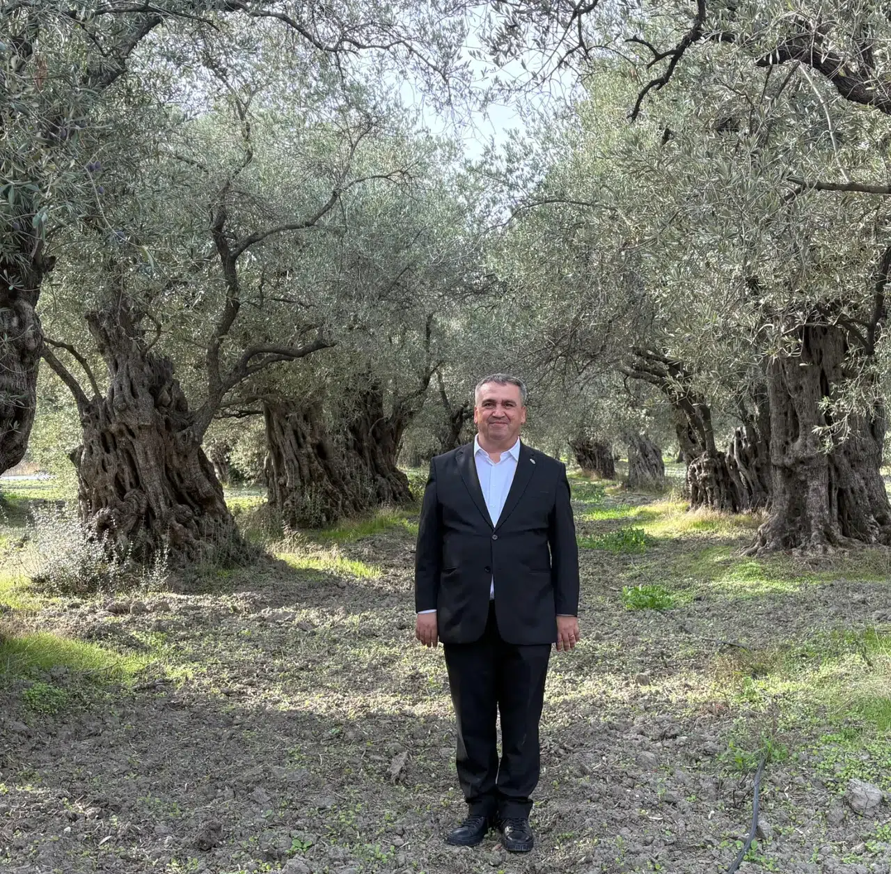 Akhisar'ın zeytin başarısı artıyor