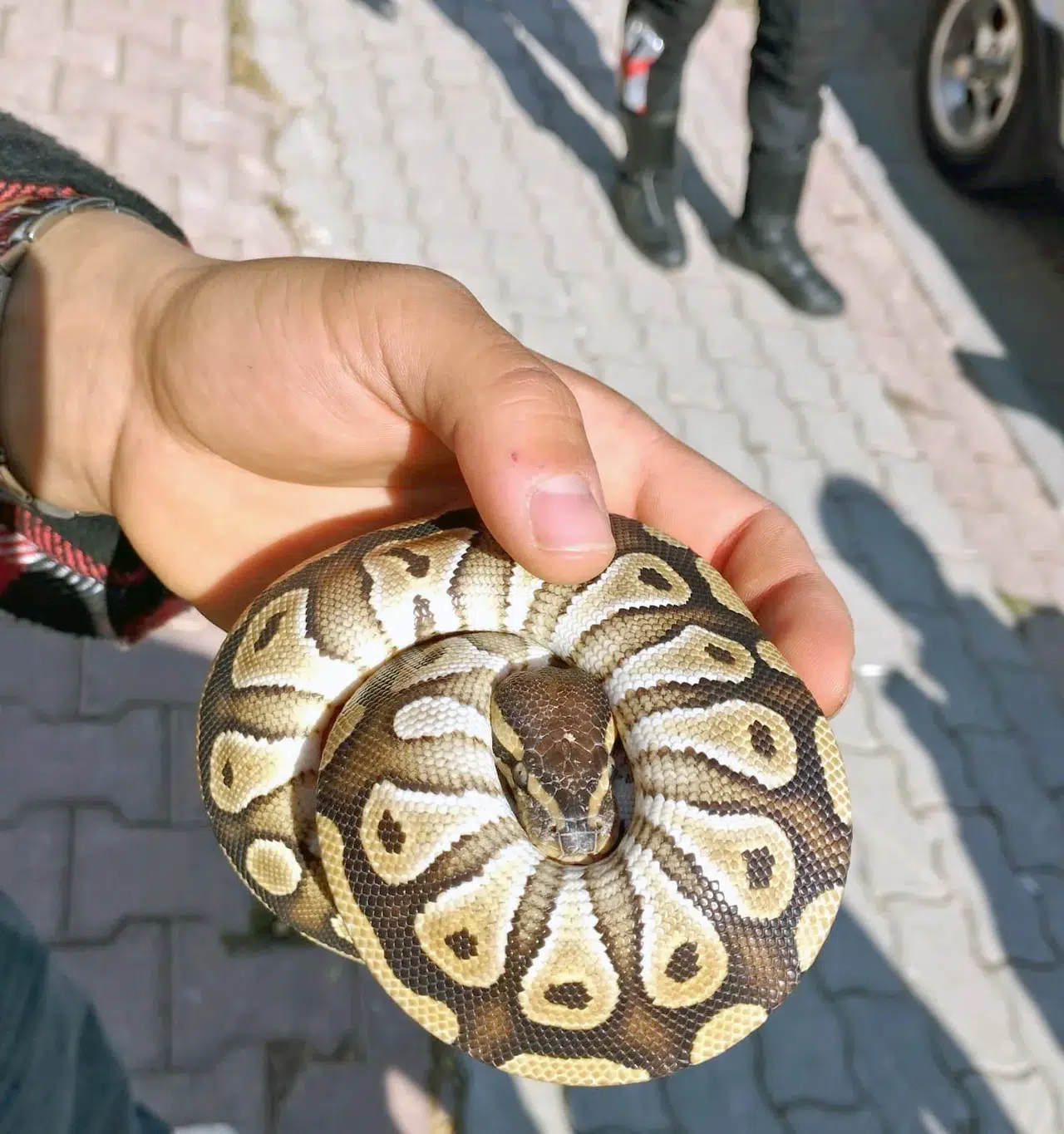 Asayiş kontrolü için durduruldu cebinden piton yılanı çıktı