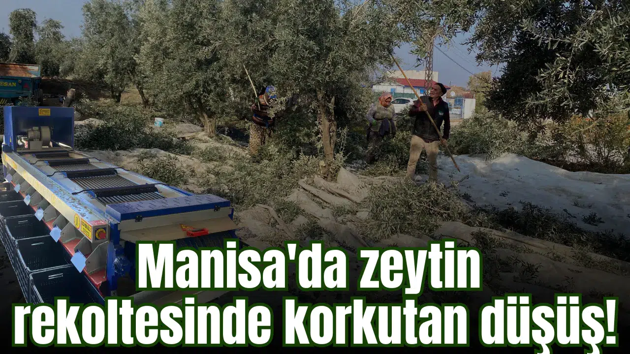 Manisa'da zeytin rekoltesinde korkutan düşüş!