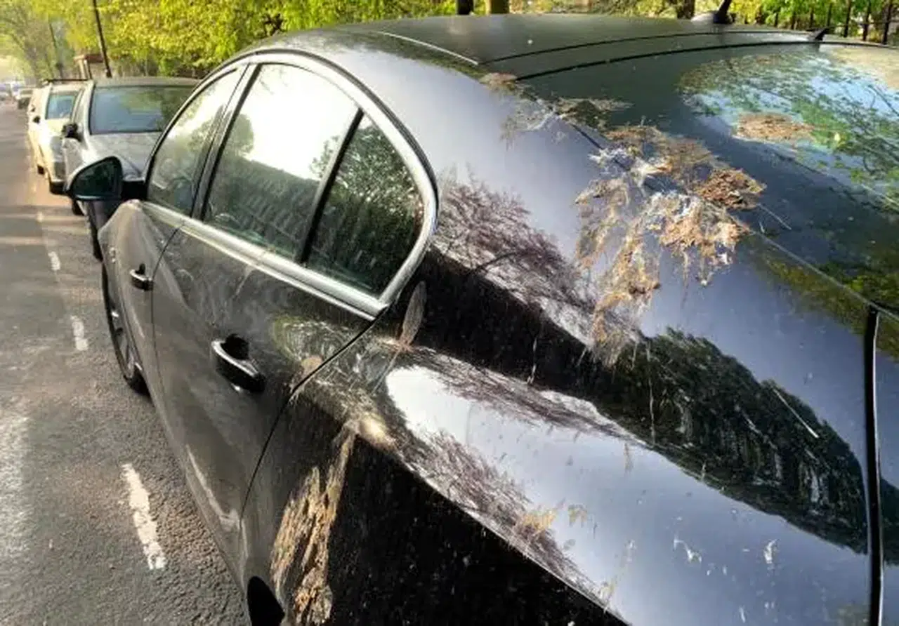 Kuş Pisliği Arabanızın Boyasını Bozmasın! İşte En Etkili Temizlik Yöntemleri