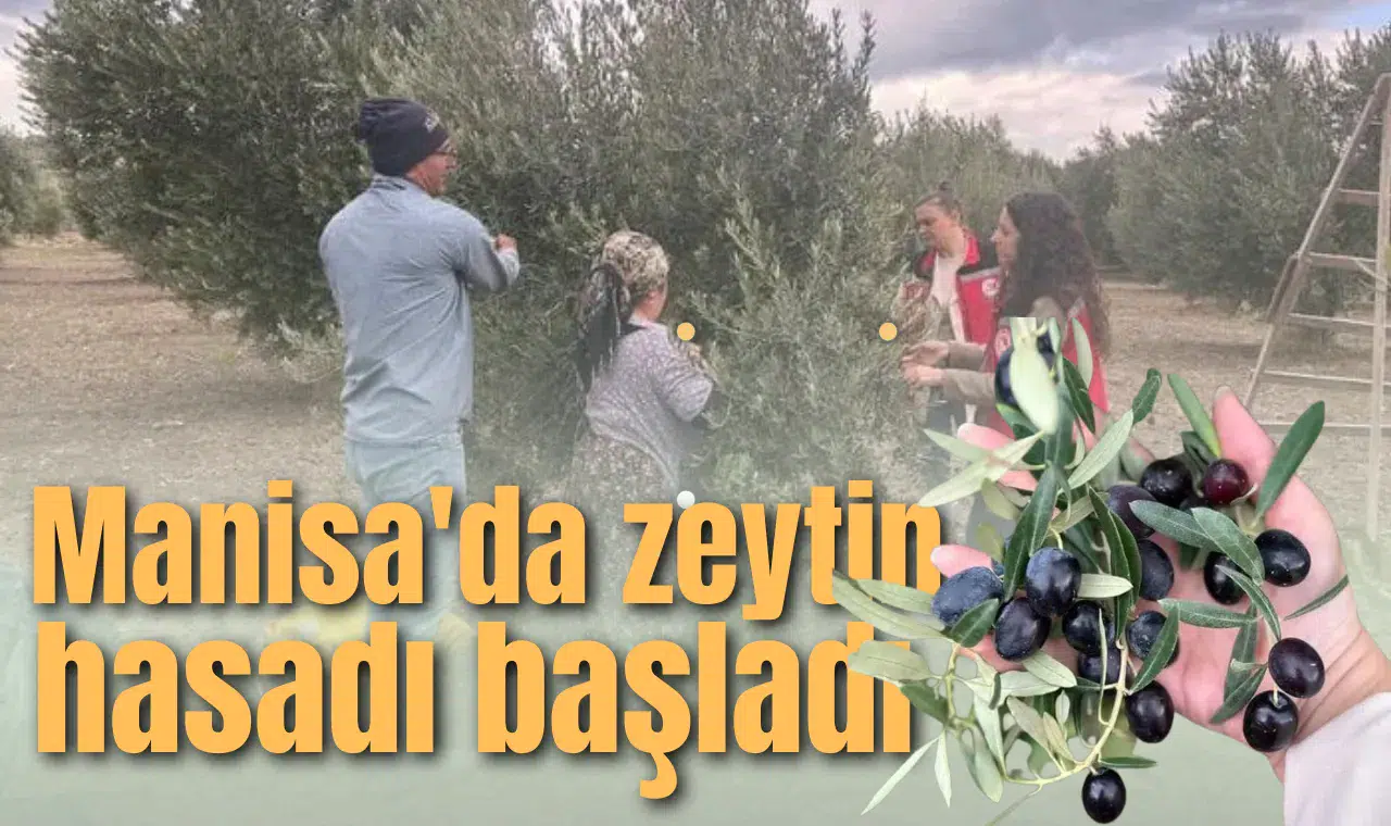 Manisa'da zeytin hasadı başladı