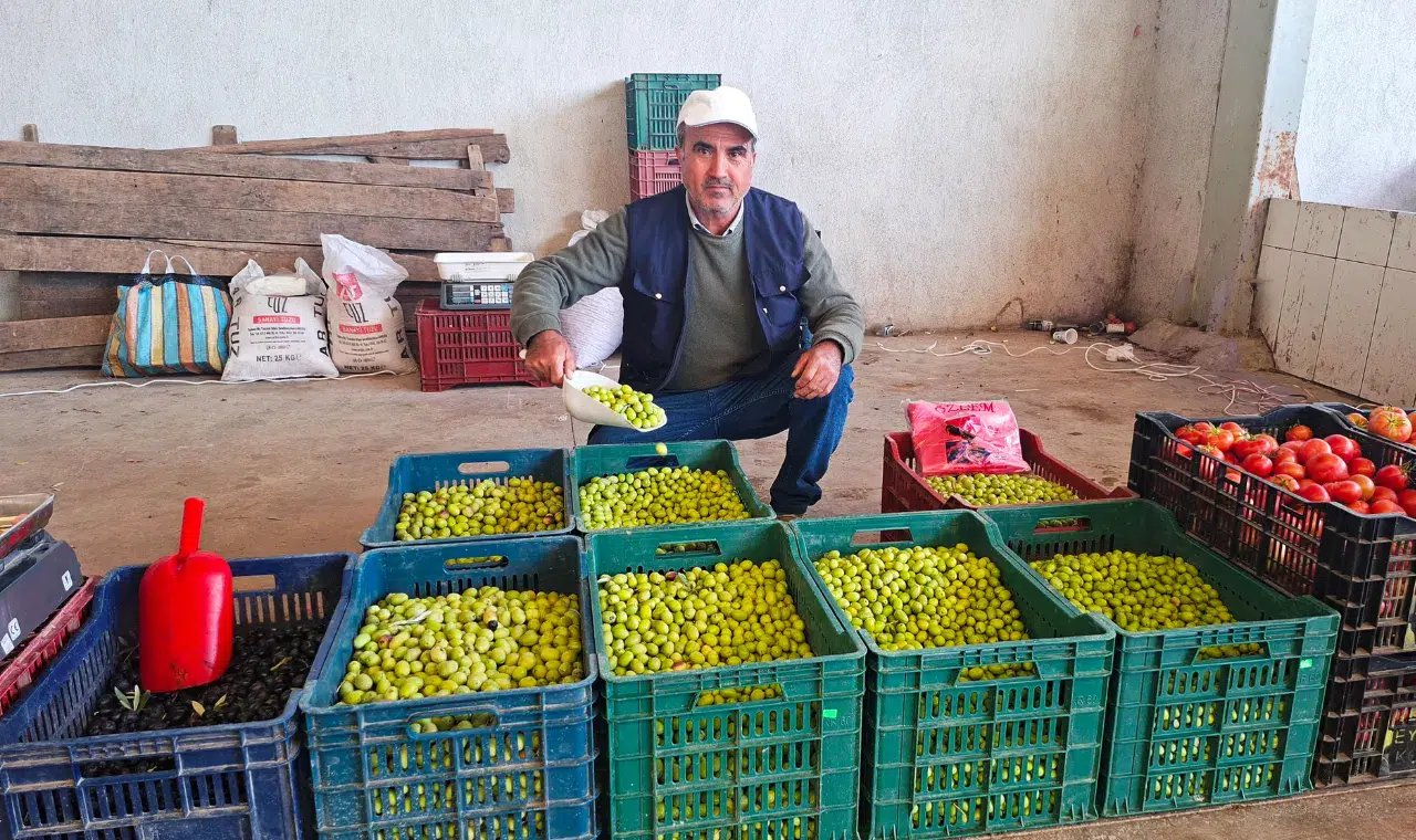 Manisa'nın zeytini o ilde yok satıyor