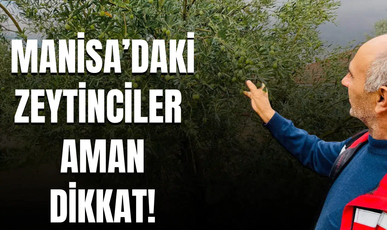 Manisa'daki zeytinciler aman dikkat!