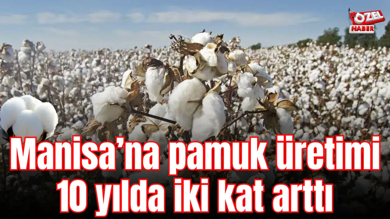Manisa’na pamuk üretimi 10 yılda iki kat arttı
