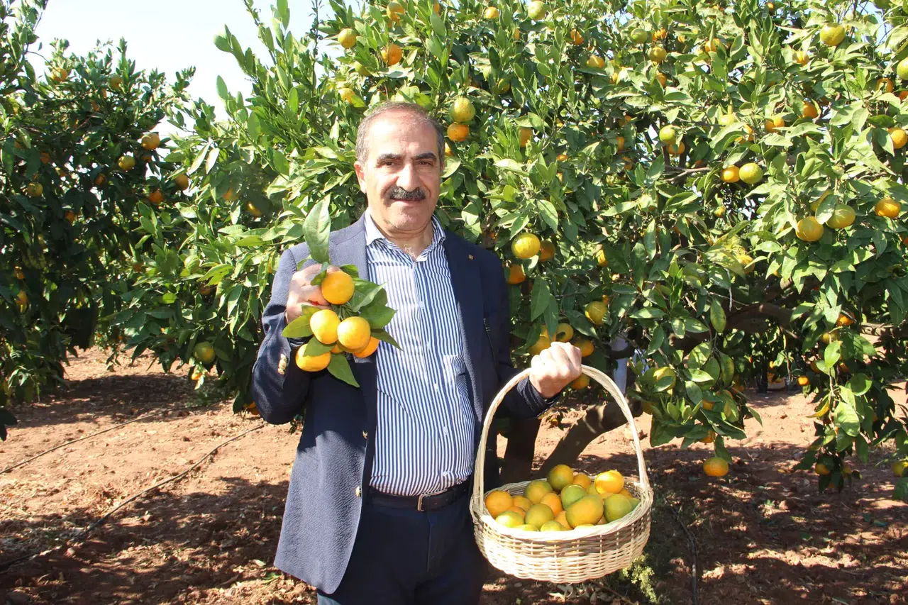Mandalina ihracatından bakın ne kadar döviz bekleniyor