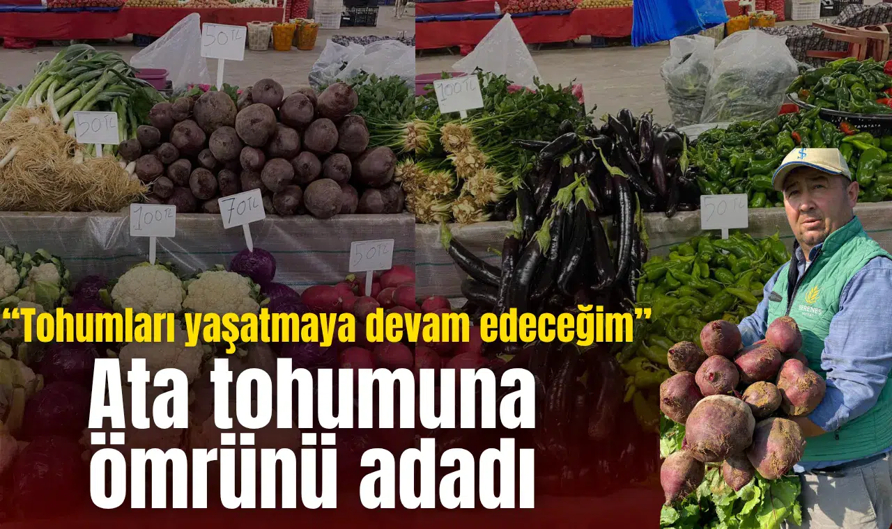 Ata tohumu sebzelerde hasat başladı
