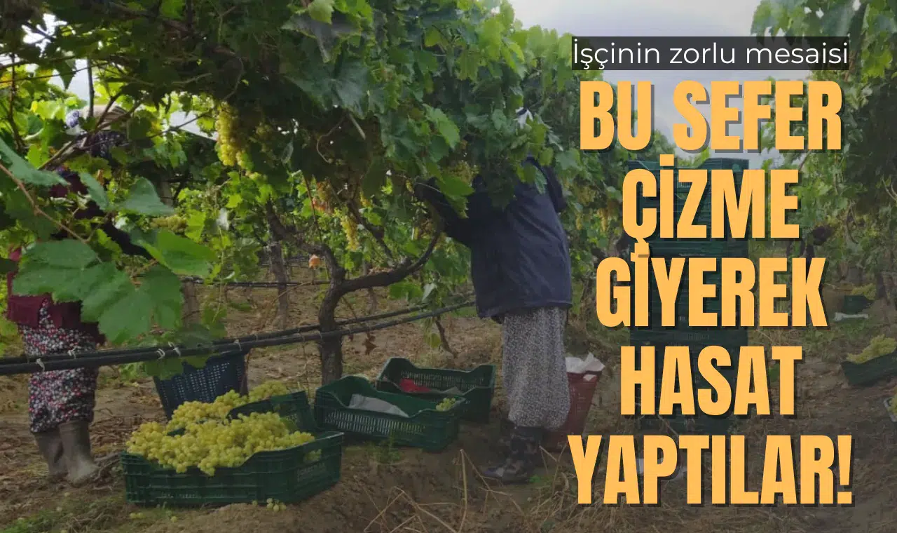 BU SEFER ÇİZME GİYEREK HASAT YAPTILAR!