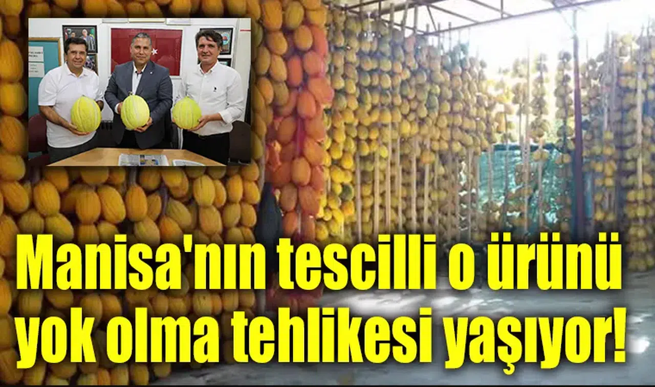 Manisa'nın tescilli o ürünü yok olma tehlikesi yaşıyor!