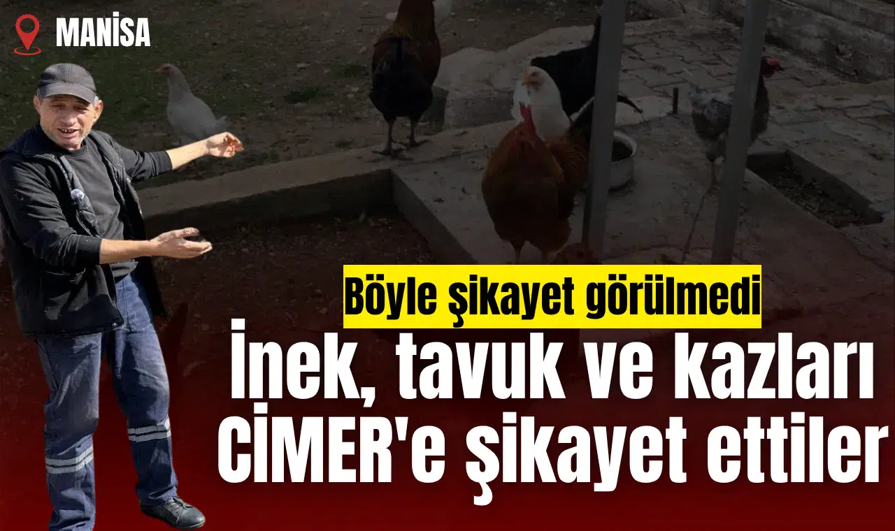 İnek, tavuk ve kazları CİMER'e şikayet ettiler
