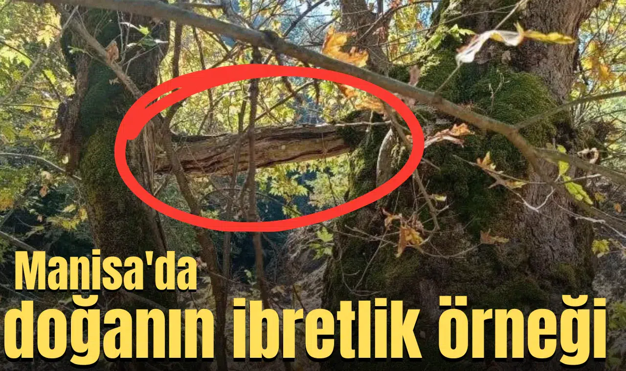 Manisa'da doğanın ibretlik örneği