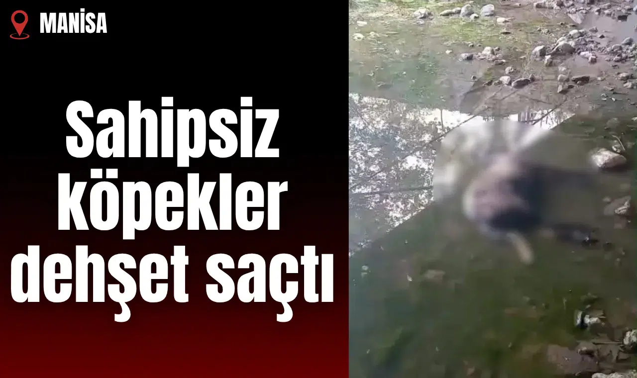 Sahipsiz köpekler dehşet saçtı
