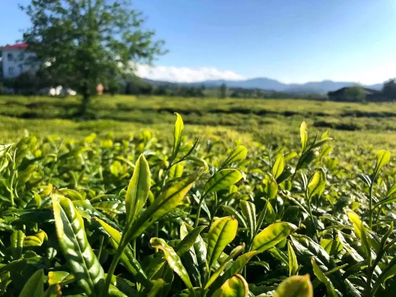 Lipton çay üretiminde dev değişim! 39 yıllık faaliyet sona erdi
