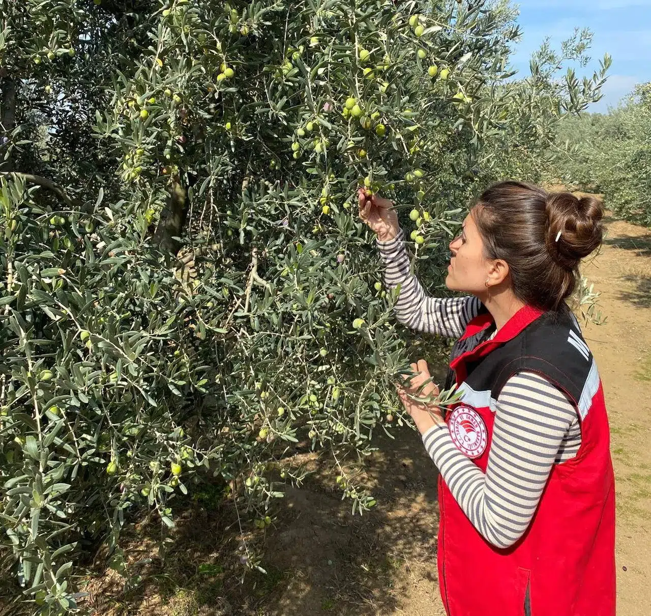 Zeytin sineğine karşı acil uyarı