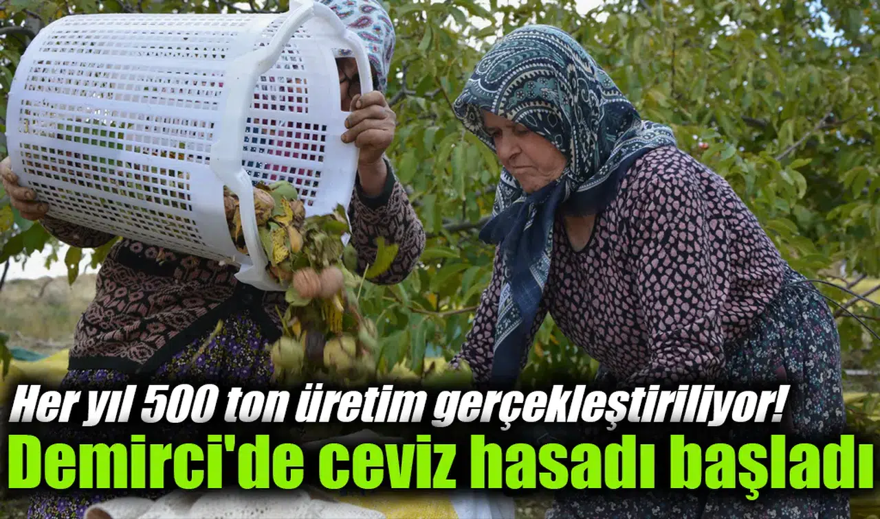 Her yıl 500 ton üretim gerçekleştiriliyor! Demirci'de ceviz hasadı başladı