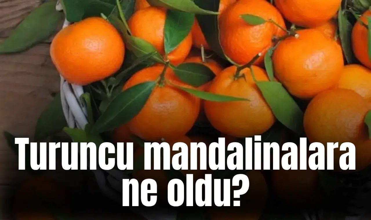 Turuncu mandalinalara ne oldu?