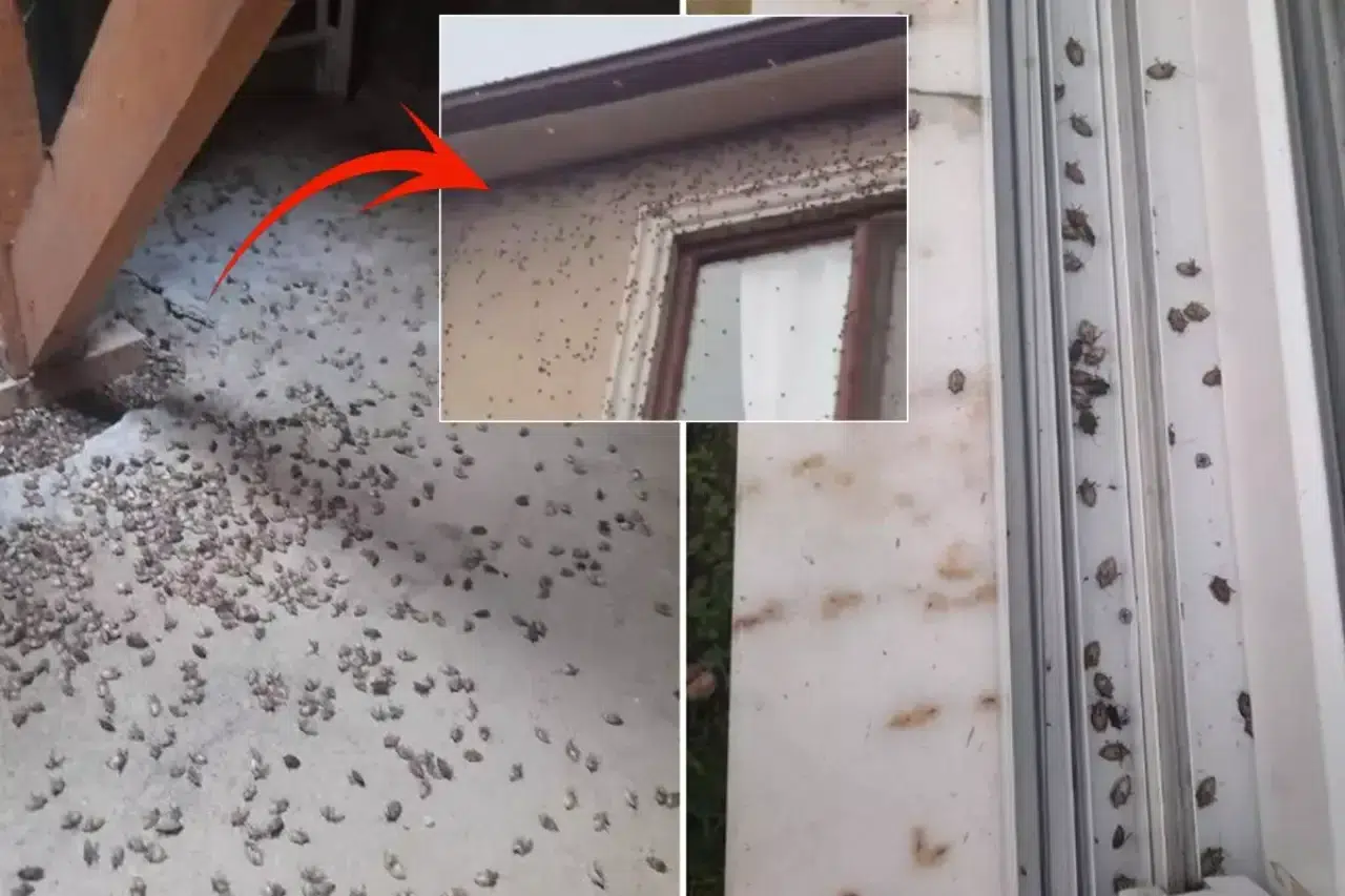 Dünyanın sonunu getireceği söylenen böcekle ilgili korkutan uyarı: Tüm Türkiye'ye yayılabilir