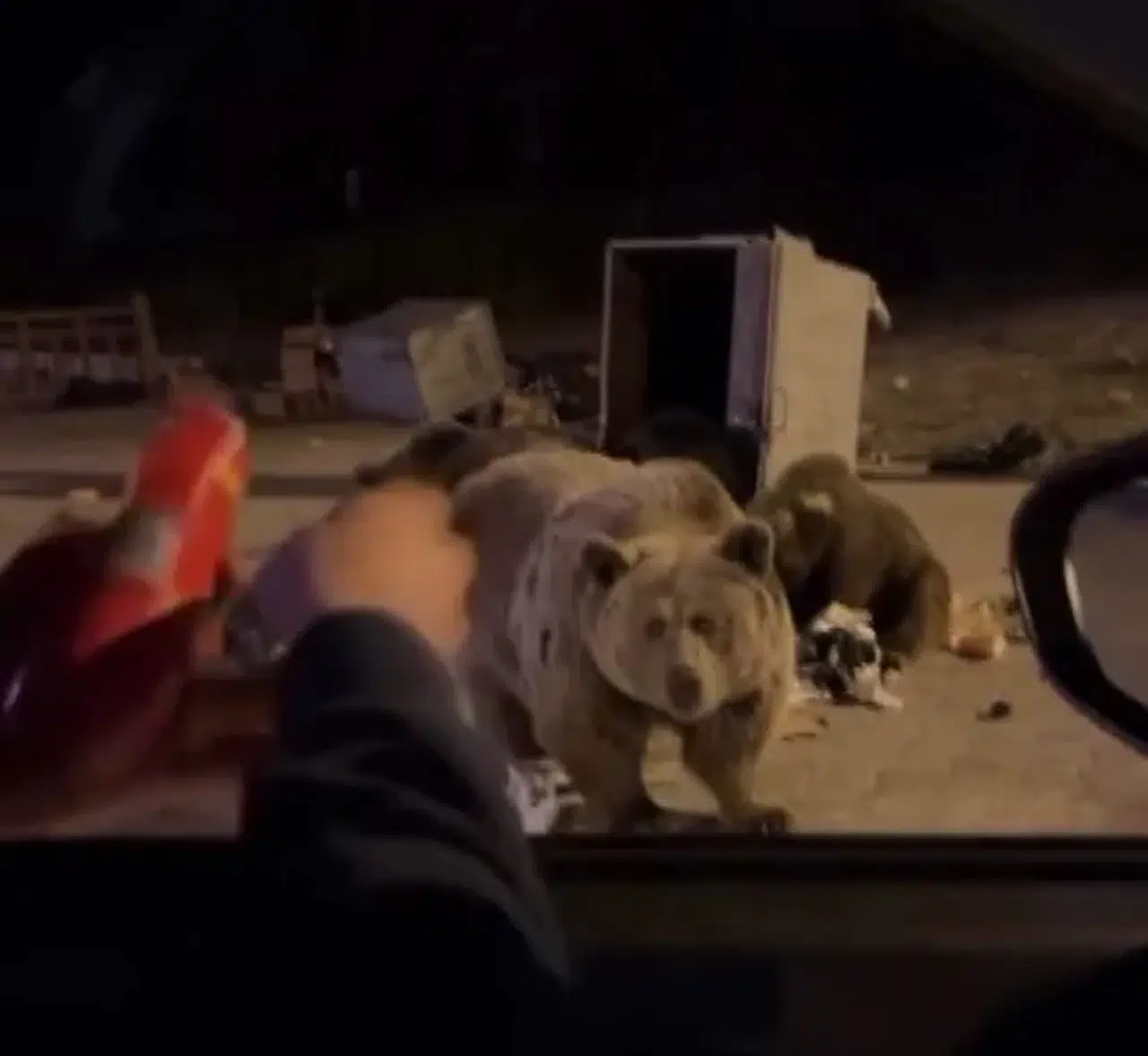 Ayı saldırısı yürekleri ağza getirdi