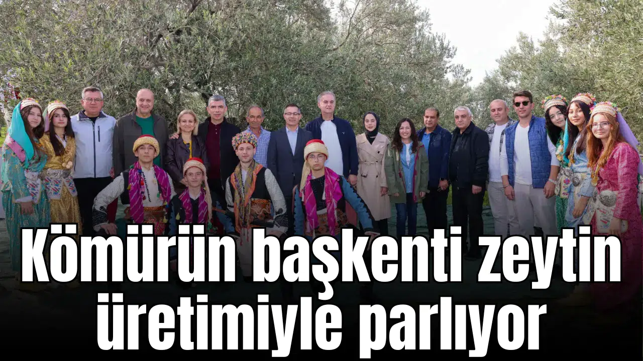 Kömürün başkenti zeytin üretimiyle parlıyor