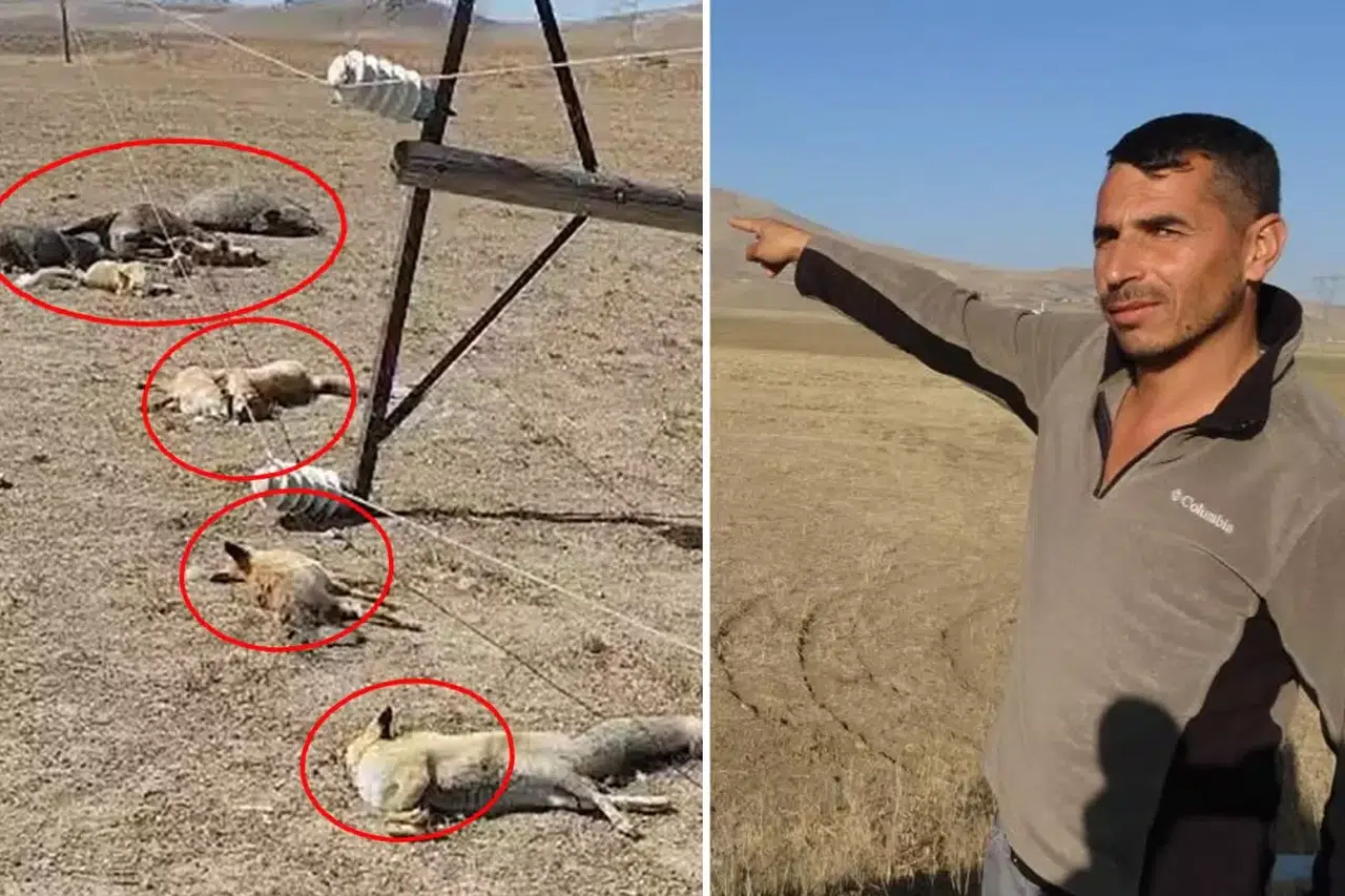 Hayvan otlatırken gördüğü manzara karşısında dehşete düştü