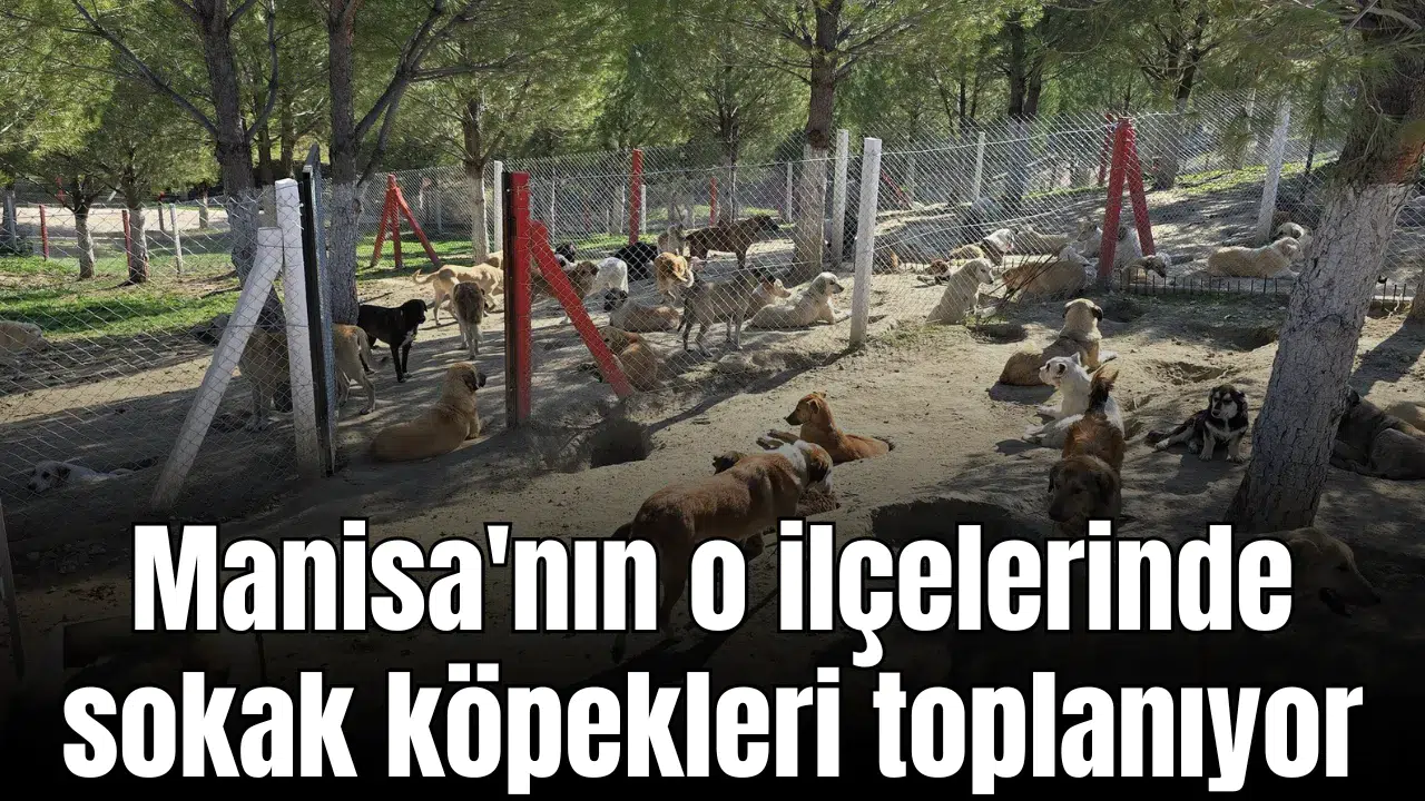 Manisa'nın o ilçelerinde sokak köpekleri toplanıyor