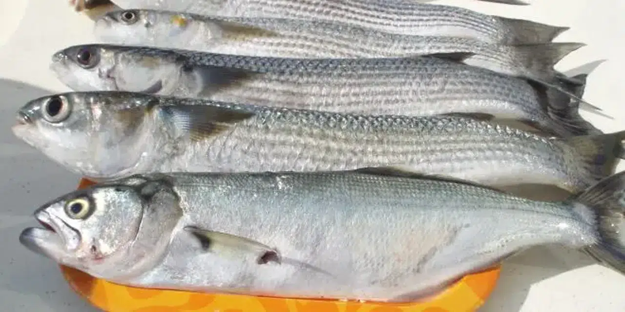 Çiğ Balık Bozulmasın Diye Ne Yapmalı? Uzmanlardan Şaşırtan Tavsiye