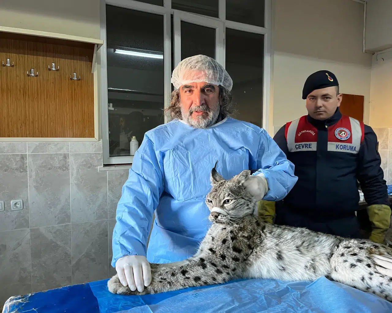 Nesli tükenme tehlikesi altında olan vaşak tedavi altına alındı