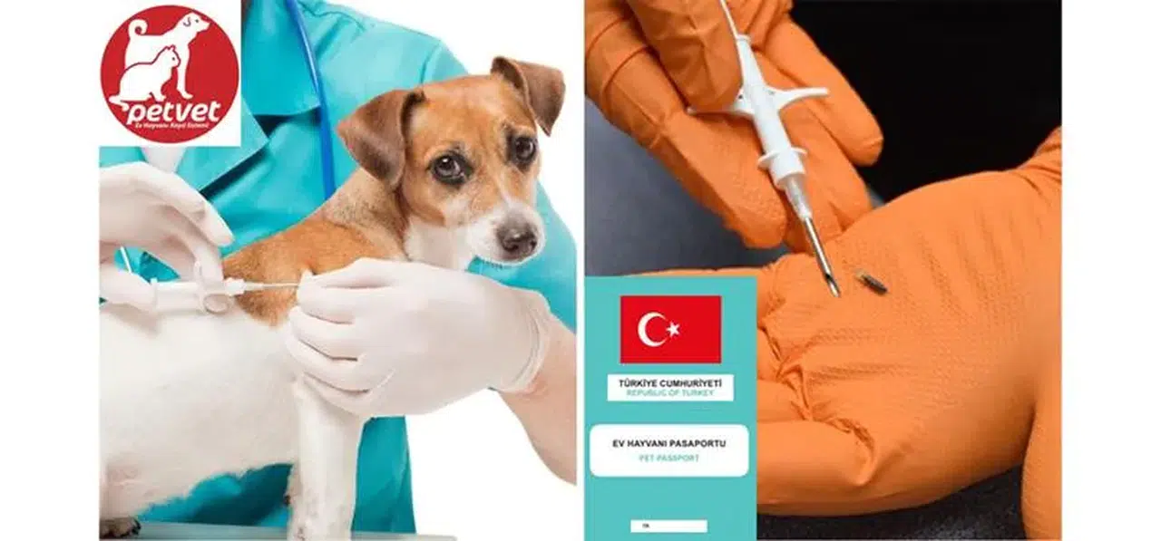 Evcil hayvanı olanlar dikkat! Son tarih 31 Aralık