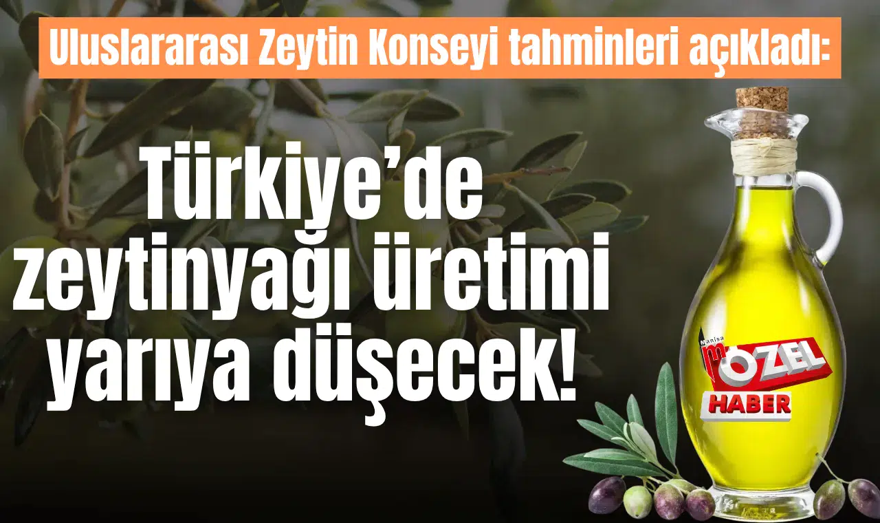 Uluslararası Zeytin Konseyi tahminleri açıkladı: Türkiye’de zeytinyağı üretimi yarıya düşecek!