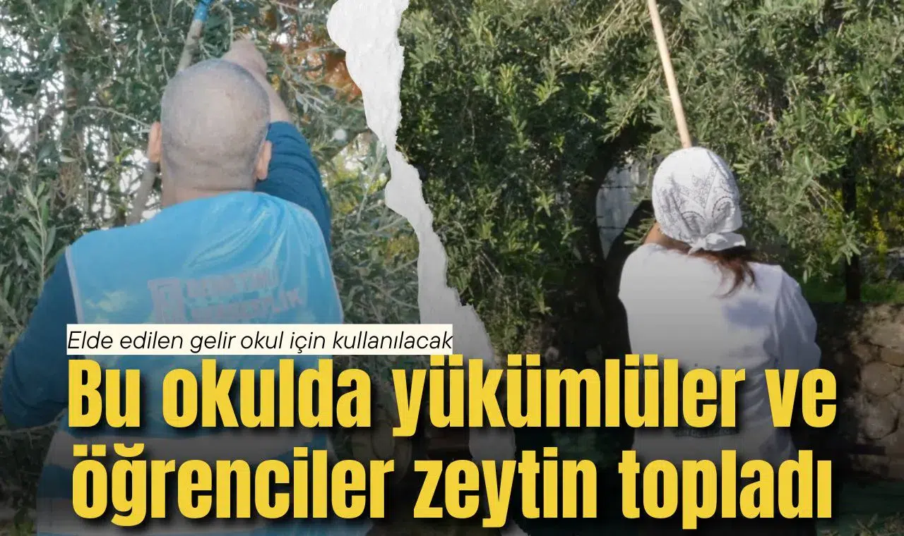 Bu okulda yükümlüler ve öğrenciler zeytin topladı