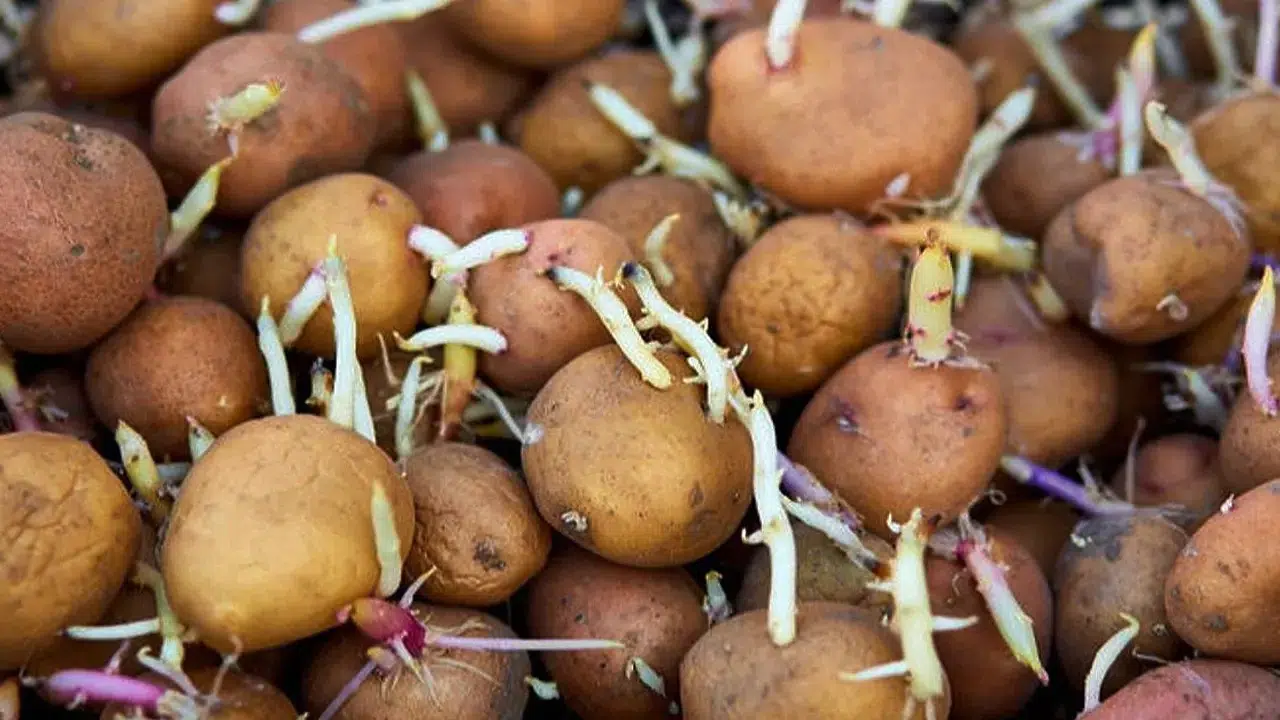 Patatesin Filizlenmemesi İçin Ne Yapılır? Elma Yöntemiyle Aylarca Taze Kalıyor!