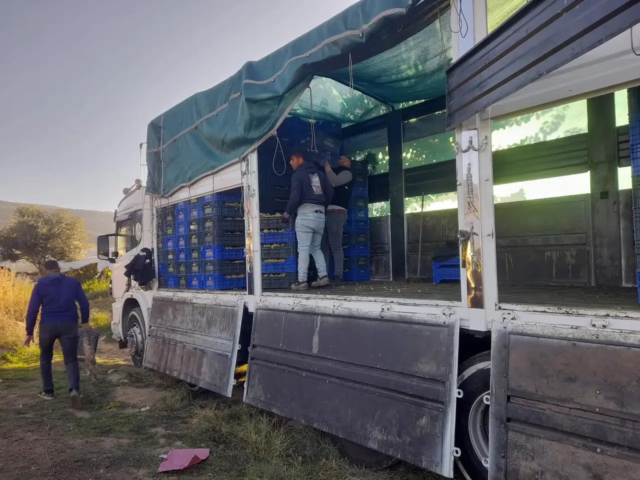 Manisa'da üzüm hasadı aralıksız devam ediyor