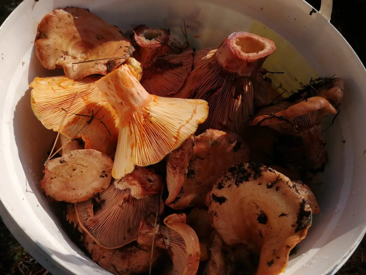 Bulduğunuz her mantara güvenmeyin