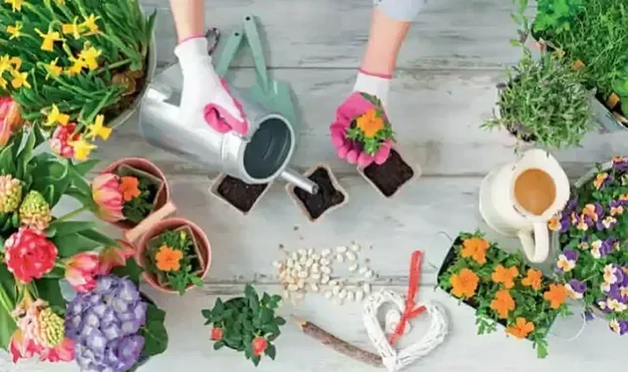 Doğanın Gücü Evinizde! Bu 5 Bitkiyle Negatif Enerjiye Elveda Deyin