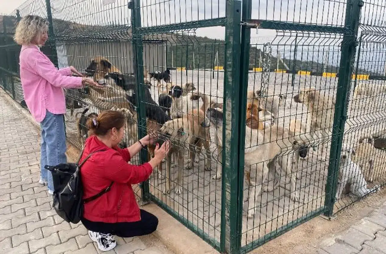 Sokak hayvanları için modern doğal yaşam alanı hayata geçirildi