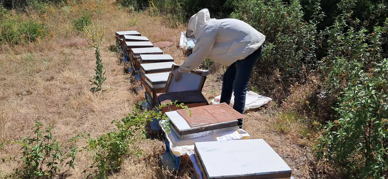 Arıcılık kursu ile hem meslek ediniyorlar hem de doğayla uyumlu üretimi öğreniyorlar